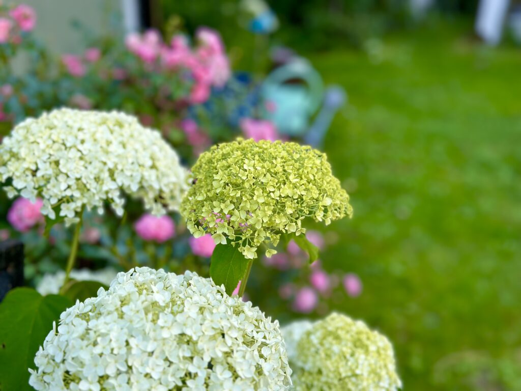 Blommor i en trädgård på listudden