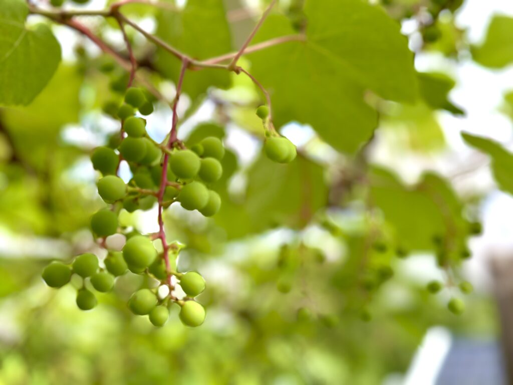 vindruvor
